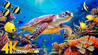 Under Red Sea 4K - Beautiful Coral Reef Fish in Aquarium, Sea Animals for Relaxation - 4K Video #128