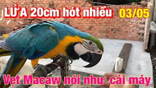 Vẹt biết  nói Hello có khách ✅ Lửa 20 hót nhiều