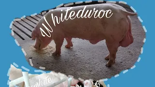 Whiteduroc