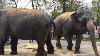 Гигантские слоны в Тюмени Большой Варшавский цирк