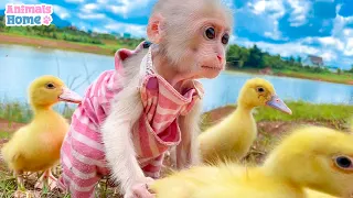 Little monkey BiBi obedient helps dad take care of the ducklings