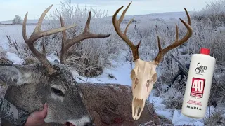 How to Bleach a Deer Skull (CHEAP & EASY)