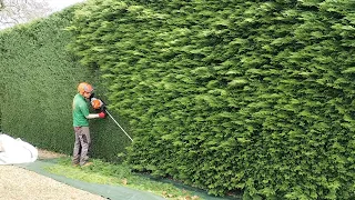 BIG CONIFER HEDGE Gets A Hard Cut Back