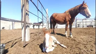 Утренний переполох в табуне.