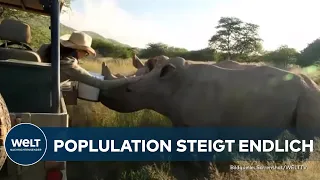 NASHÖRNER AUF DEM VORMARSCH: Population in Afrika steigt nach Jahrzehnten erstmals wieder!