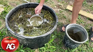 Pour this over the cucumbers and they will start to grow like crazy.  For cucumbers, this fertilizer