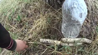 🔴Берёзовый сок в СНЕГопад🌨️