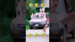 patli kamariya mori  #patli #kamariya #mori #funny #dance #dog #viral #viralvideo #trending