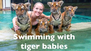 Swimming with four baby tigers