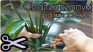 Из одного старого СПАТИФИЛЛУМА четыре новых🌱Размножение без боковых порослей🌸Женское счастье🌱Домино