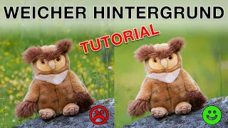 5 Tipps für einen ruhigen Hintergrund für eure Tier- und Vogelfotos (Tutorial)