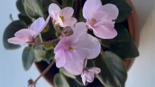 Miniature African Violet In Blooms - December 5