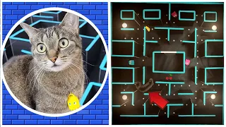 Cat Defeats PAC-MAN in REAL LIFE Game and Inky's Adventure