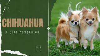 Chihuahua Chronicles: A Complete Guide to Everything About Chihuahuas