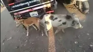 Dog mating Pig on the Street || X.NXX Dog and pig meeting and mate