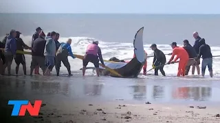 Desesperado intento de salvar a 7 orcas varadas en Mar Chiquita