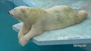 在りし日のユキ@徳山動物園　その日常の一コマ #7