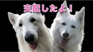 【犬の交配】なかなか難しい自然交配！サポートに四苦八苦する飼い主達と頑張る犬達！