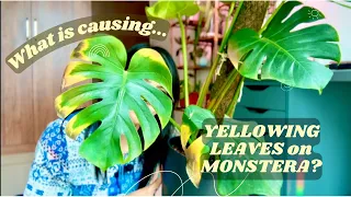 Fixing yellowing leaves on Monstera Deliciosa, unpotting, checking roots, changing soil 🪴🌿