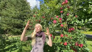 Semi Dwarf vs Standard Apple Trees