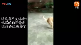 A Dog,s suicide  Jump to death