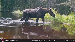 Algonquin Park Trail Cam Footage 2019