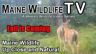 Maine Wildlife | Trail Cam | Bear | Deer | Bobcat | Coyote Pack | Close Up and Natural