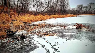 This Pond was FULL of Water Wolfs and Beaver!!!!