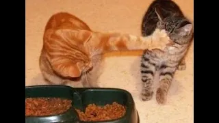 🐈 Go away, you're not hungry! 🐕 Funny videos with cats and kittens for a good mood! 🐱