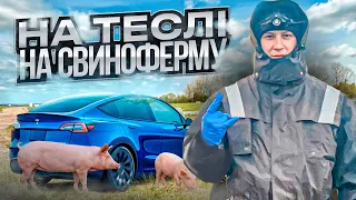 Чому українці платять відкати? / 14 ферм в Данії / Життя в Данії в кайф / Мангал на Теслі