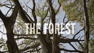 The Forest - Nikon D5300 Short Film