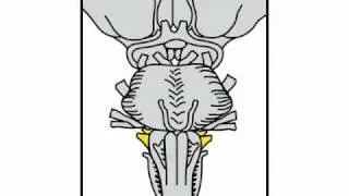 Neurologic Exam Cranial Nerves Anatomy :  Cranial nerves 9 and 10