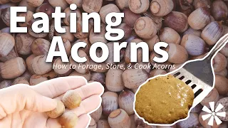 Eating ACORNS 🌰: How to Forage, Store, & Cook Acorns