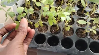 Leaves Turning Yellow in Healing Chamber