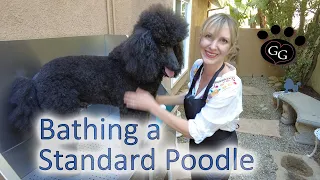 Bathing a Standard Poodle - Poodle Grooming - Gina's Grooming