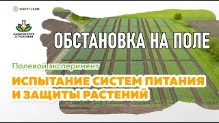 Изучаем состояние озимой пшеницы на эксперименте