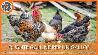 Quante galline per un gallo? Pillole di Avicoltura