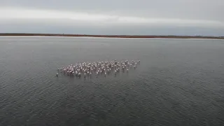 Розовые фламинго в Актау