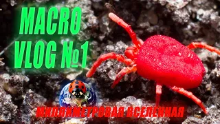 MACRO VLOG №1 Весна пришла, клещи в лесу, мокрицы в саду! 19.04.2024 г.