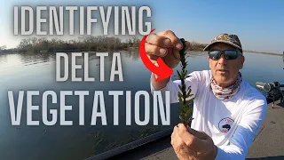 Identifyting Delta Vegetation.