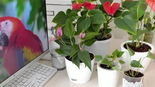 Антуриумы Пересадка в правильный грунт / House Plants