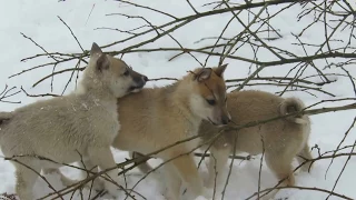 Щенки играют и бегают во всю....