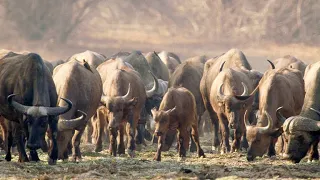 The Pragmatic Way African Buffalos Organize Their Herds