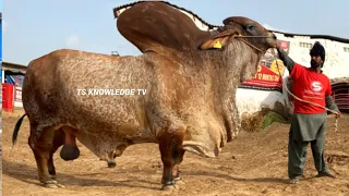 Surmawala Cattle Farm ll  World Biggest Bulls Collection #Eid_al-Adha #cattle_markete_karachi