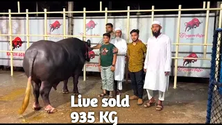 Live Sold 2024 | Puran Dhaka Qurbanir Mohish 2024| Nili Ravi Mohish Sold Qurbani 2024 | Kayum Agro |