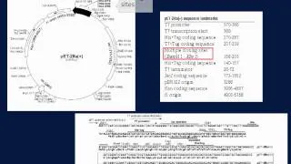 BioLEd Expression Vectors Minilecture