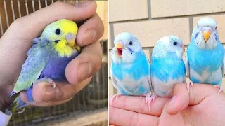 Baby Animals 🔴 Funny Parrots and Cute Birds Compilation (2020) Loros Adorables Recopilación #35