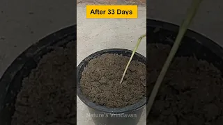 Amazing Technique To Grow Banana From Seed #shorts #gardening #homegardening