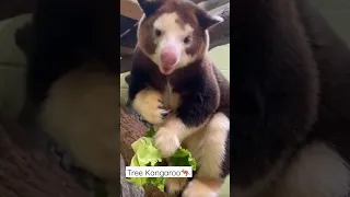 Cute tree Kangaroo incase you didn’t see.. #matschie's_tree_kangaroo.🦘