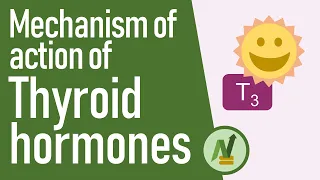 Mechanism of Action of Thyroid Hormones